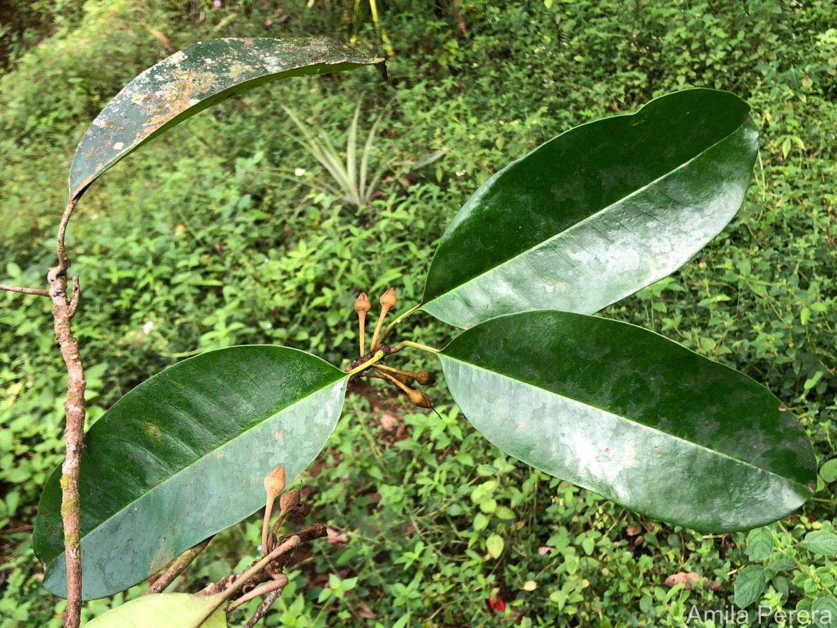 Palaquium thwaitesii Trimen